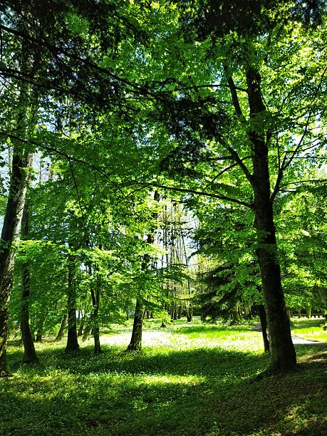 A vibrant spring forest scene filled with lush green leaves and dappled sunlight filtering through the canopy. The forest floor is carpeted with wild vegetation and delicate flowers, creating a peaceful and rejuvenating natural environment. Captured near Trakošćan Castle in northern Croatia, this tranquil woodland view is ideal for themes of nature, relaxation, eco-tourism, and seasonal beauty.