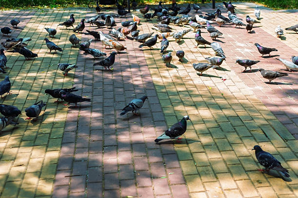 Flock of pigeons feeding in a park on a sunny day