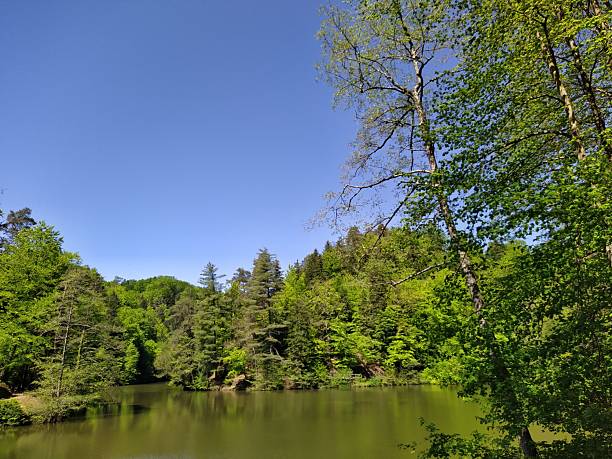 istock Vibrant Green Forest and Lake in Spring Sunshine 2223676401