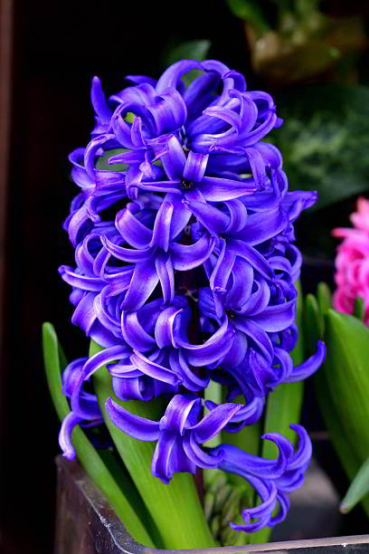 Hyacinth is highly fragrant flowers that bloom in spring in dense clusters. The bell-shaped, densely packed flowers come in shades of different colors, which include white, orange, yellow, pink, purple, red and blue.
