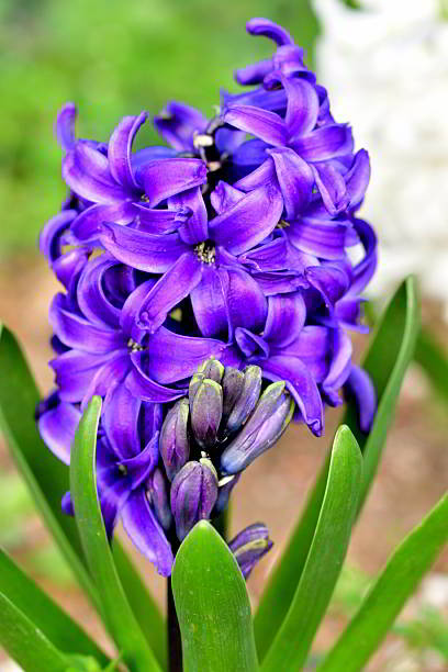 Hyacinth is highly fragrant flowers that bloom in spring in dense clusters. The bell-shaped, densely packed flowers come in shades of different colors, which include white, orange, yellow, pink, purple, red and blue.