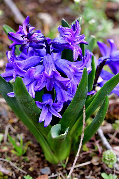 Hyacinth is highly fragrant flowers that bloom in spring in dense clusters. The bell-shaped, densely packed flowers come in shades of different colors, which include white, orange, yellow, pink, purple, red and blue.