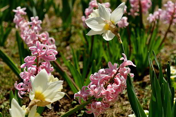 Beautiful flowers in garden, colorful spring, hyacints.