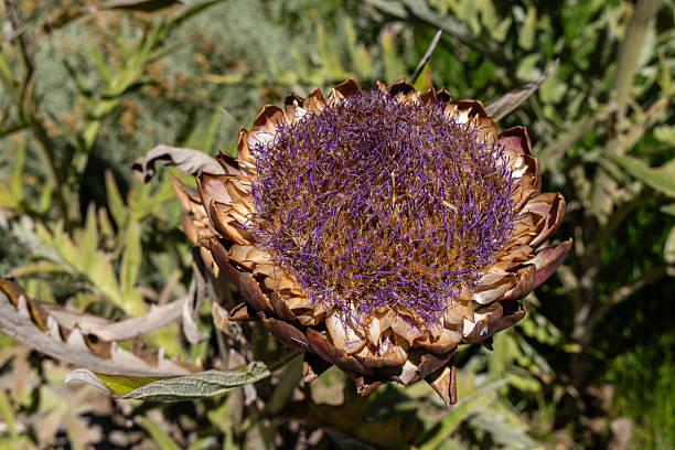 A close-up of a mature artichoke flower (Cynara scolymus) with dry brown bracts and faded purple thistle-like bloom, captured in the late flowering stage. The plant is left to complete its natural cycle.