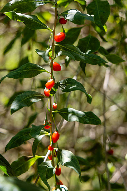 Close-up of goji berry (Lycium barbarum) fruits growing on a thin vertical stem among green foliage. The bright red berries are known for their antioxidant properties and are used in herbal nutrition