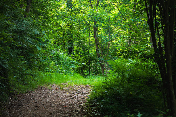 istock Sarvanots trail in the Italian Piedmont 2223678706