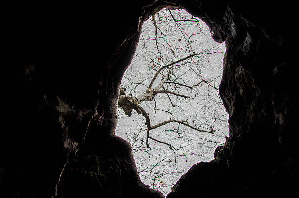 The aged, gnarled trunk of an old tree, with a deep hollow in its base, offering a view from within, looking up toward the sky through the opening