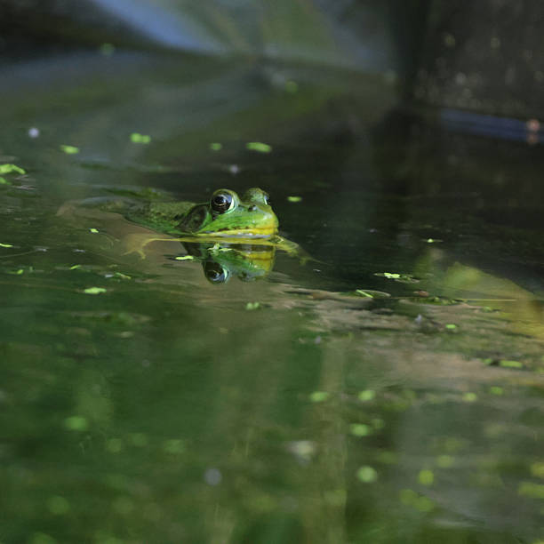 istock A frog in the water with reflection. 2223679336