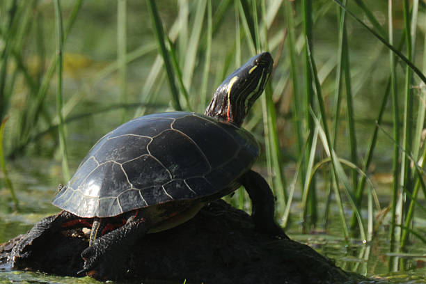 istock A turtle basking in the sun. 2223679553