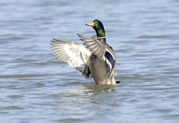 A striking male mallard with a shimmering green head is captured mid-motion, stretching its wings wide on a glistening lake. The sunlight catches the iridescent feathers, adding vibrancy to this moment of natural grace.