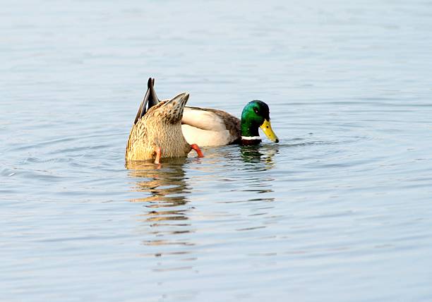 A male and female mallard engage in foraging behavior, with the female diving head-down while the male watches attentively.