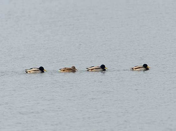 istock Mallards group swimming on calm water 2223680063