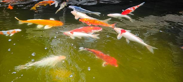 istock Koi in a pond in the garden 2223682364
