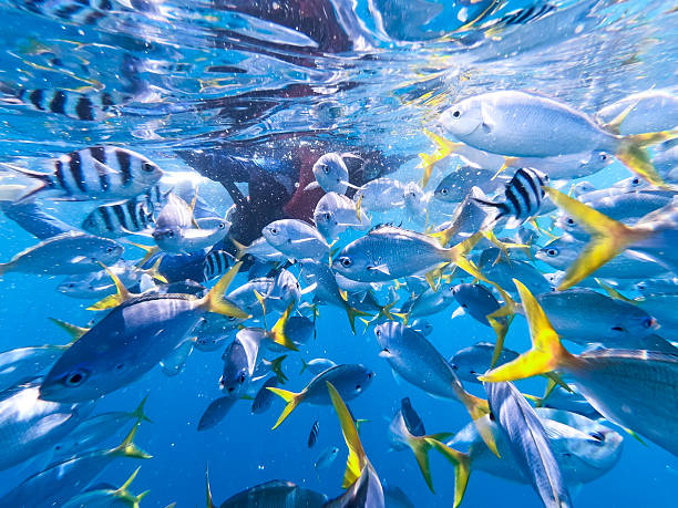 istock Underwater Fish View in Palau 2223684527
