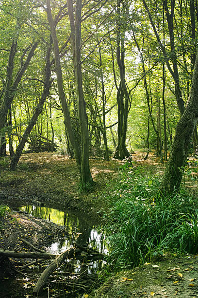 istock Turkey Brook in Hilly Fields Park, Enfield 2223688029