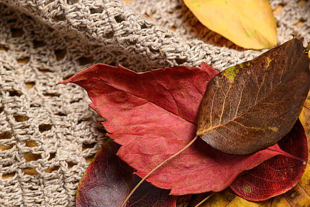 istock red dry autumn leaves on woolen background 2223690206