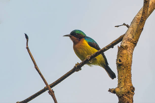 istock ruby-cheeked sunbird or Chalcoparia singalensis at Dosdewa Karimganj Assam India 2223692742