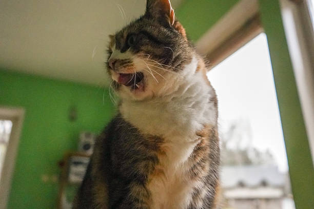 istock Colorful orange cat yawning 2223693589