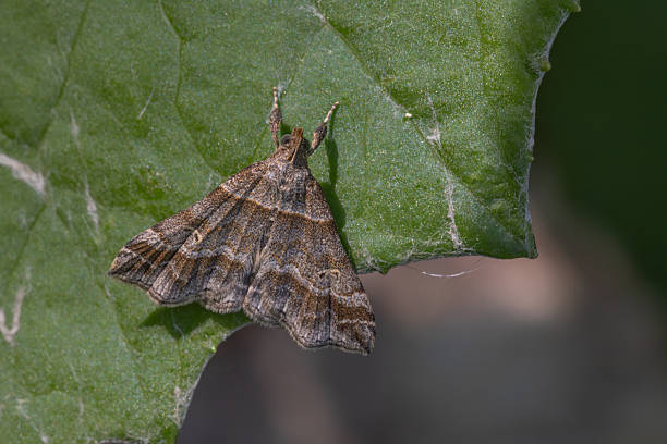 A Dark-banded Owlet Moth , in its natural environment in the Laurentian forest of Quebec