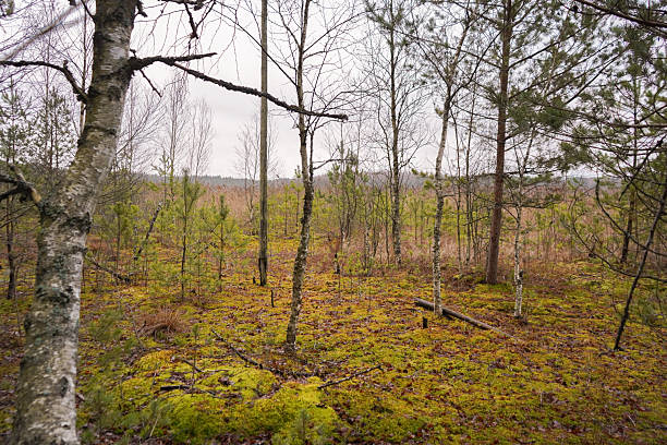istock Northern lake side bog swamp 2223693898
