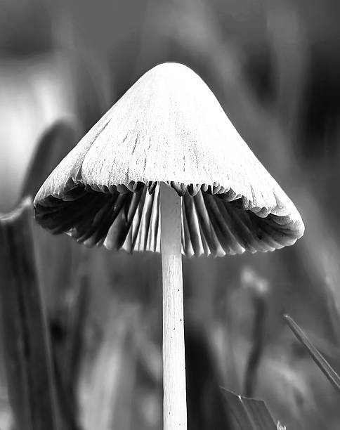 istock Mushrooms in the forest 2223694112