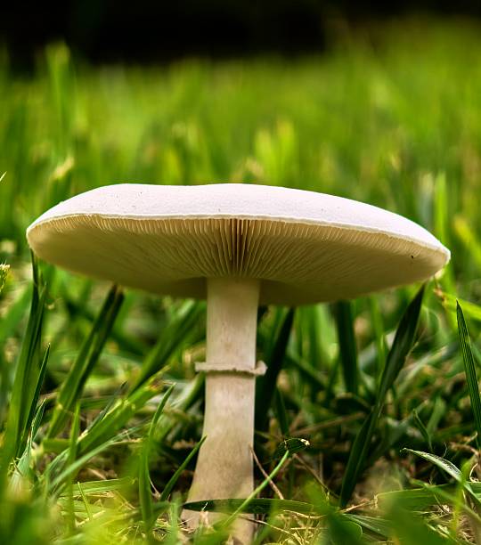 istock Mushrooms in the forest 2223694162