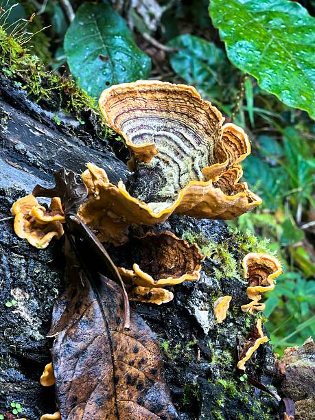 istock Mushrooms in the forest 2223694220