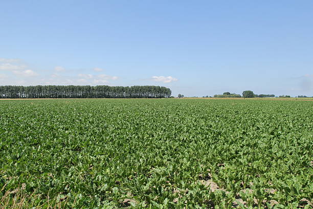 Agriculture field in Mecklenburg-Vorpommern, Germany