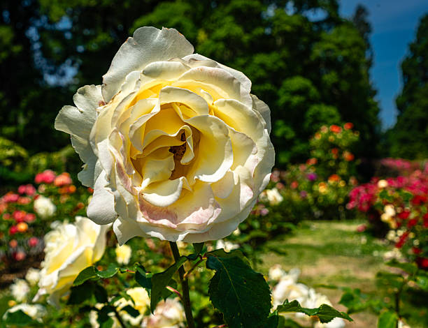 Rose is a perennial flowering plant, which can be erect shrub, climbing or trailing with stems that often have sharp prickles. Flowers vary in size and shape with colors ranging from white, yellow, purple, orange, pink to red. The blooming time is from early summer to fall.