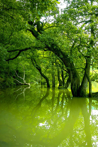 Body of water with trees on either side. The water is green and has a reflection of the trees