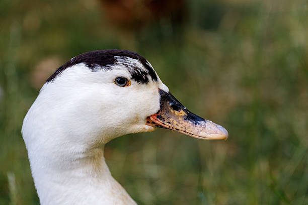 Close-up of a white and black Muscovy duck's head and neck, set against a soft, blurred green background.