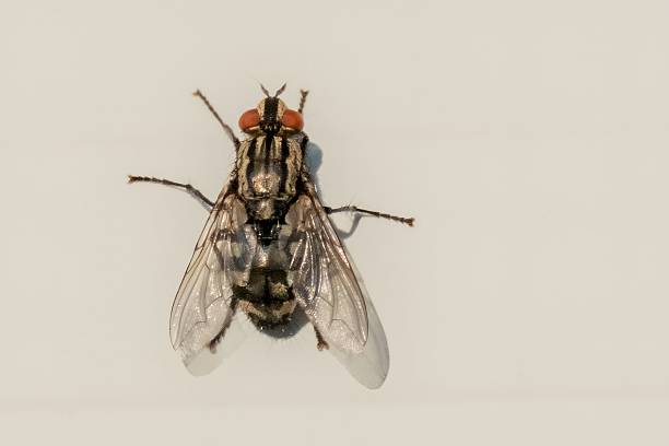 Scathophaga stercoraria, commonly known as the yellow dung fly or the golden dung fly, is one of the most familiar and abundant flies in many parts of the Northern Hemisphere. As its common name suggests, it is often found on the feces of large mammals, such as horses, cattle, sheep, deer, and wild boar, where it goes to breed.
