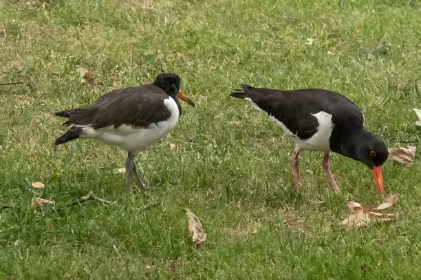 Two eurasian oystercatchers, haematopus ostralegus, searching for food on a grassy field