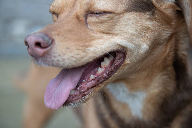 istock Two dogs in the woods 2223700470