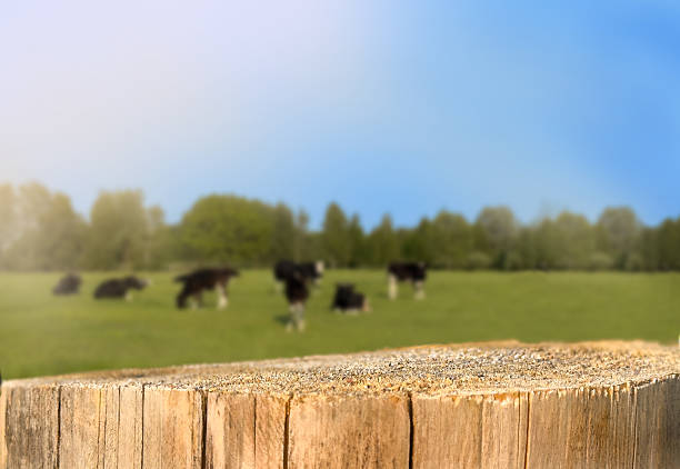 Empty wooden table top with grass field and cows background.