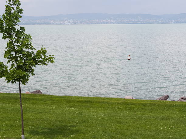 A serene summer scene depicting the calm, light blue waters of Lake Balaton with a lone person wading in the distance, framed by a vibrant green lawn and a young tree in the foreground under a hazy sky.