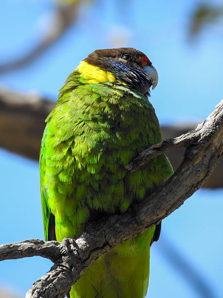 istock Close-up of Australian Ringneck 2223702598