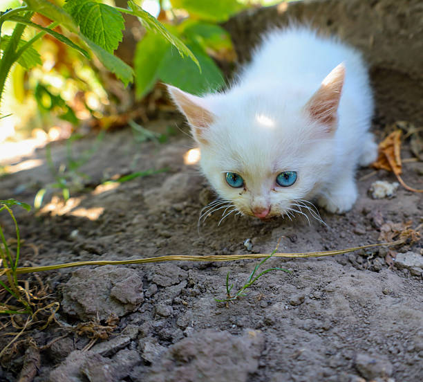 istock An adorable white kitten with expressive blue eyes intently observes the surrounding world. Its delicate figure against the backdrop of earth and plants emphasizes the innocence and playfulness of a young creature, full of natural curiosity 2223708620
