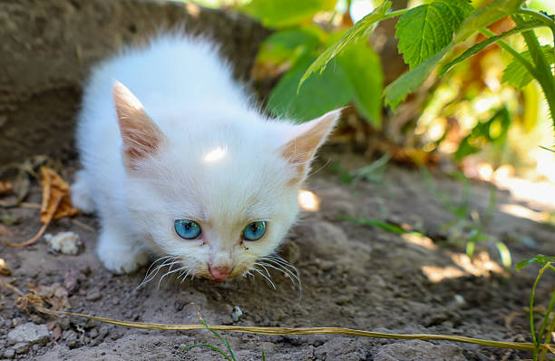 istock A fragile white kitten with deep blue eyes timidly gets acquainted with a new environment. 2223708621