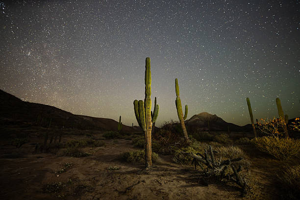 istock Stargazing Over Desert Landscape with Cacti 2223708876