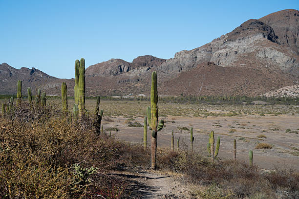 Tall cacti stand against a backdrop of rugged mountains under a clear blue sky, showcasing the beauty of a vast, arid desert environment