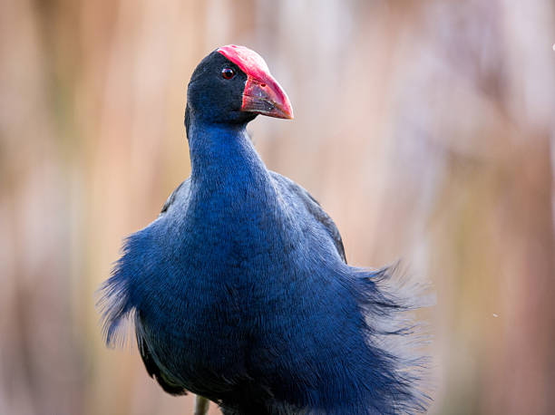 istock Close up of Pukeko or purple swamphen 2223711921