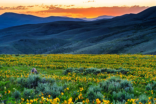istock Castle Peak Sunset with Wildflowers in Summer 2223713257