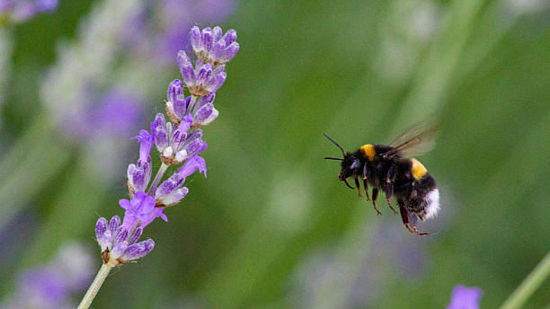 istock Bumblebee is flying on a purple flower 2223714599