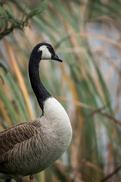istock Close up of Canada goose 2223714731