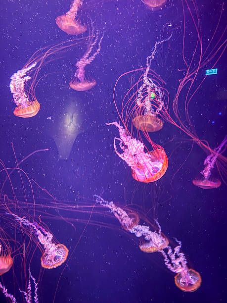 istock Multiple Jellyfish in Aquarium with Dark Water 2223716131