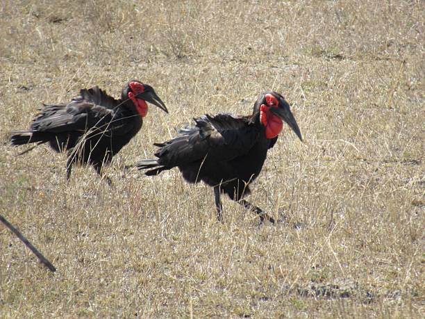 istock Ground hornbills in Kruger National Park 2223716515