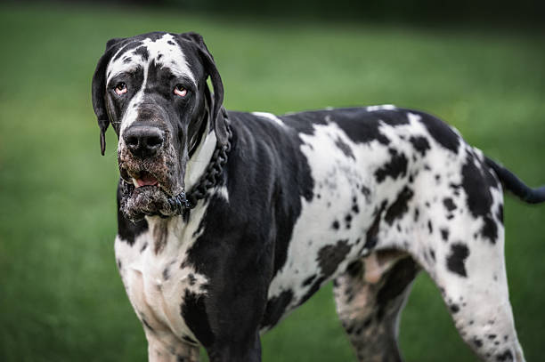 istock Great Dane Dog Portrait with Spotted Coat on Green Background 2223716937