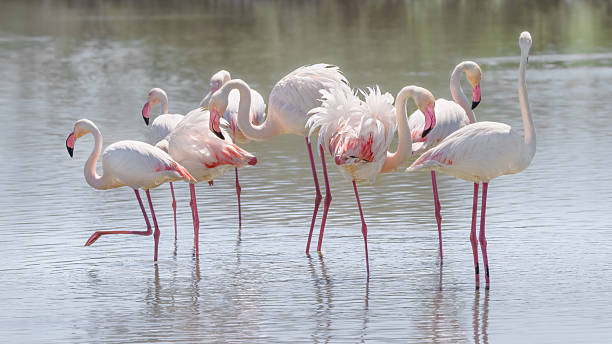 istock A Group of Flamingos (Phoenicopterus Roseus) 2223717044