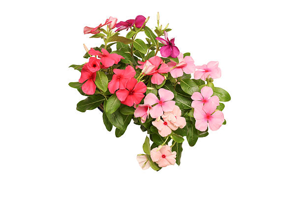 istock Bouquet of Madagascar periwinkle isolated on a white background. 2223722604